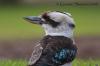 Filename : 8976-t.jpg
Filesize : 254KB
Dimensions : 800x533
Date added : Jul 06, 2009 8976-t.jpg