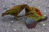 Filename : Kea.jpg
Filesize : 374KB
Dimensions : 800x533
Date added : Sep 27, 2008 Kea.jpg