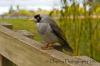 Filename : NoisyMiner1_04072009_t.jpg
Filesize : 388KB
Dimensions : 800x533
Date added : Jul 06, 2009 NoisyMiner1_04072009_t.jpg