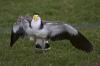 Filename : Spur-winged_Plover.jpg
Filesize : 175KB
Dimensions : 800x533
Date added : Sep 27, 2008 Spur-winged_Plover.jpg