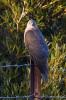 Filename : collaredsparrowhawk.jpg
Filesize : 274KB
Dimensions : 533x800
Date added : Jun 18, 2009 collaredsparrowhawk.jpg