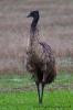 Filename : emu_sm.jpg
Filesize : 268KB
Dimensions : 533x800
Date added : Jun 14, 2009 emu_sm.jpg